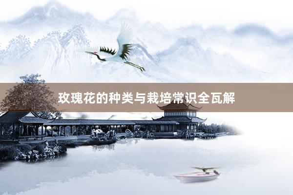 玫瑰花的种类与栽培常识全瓦解