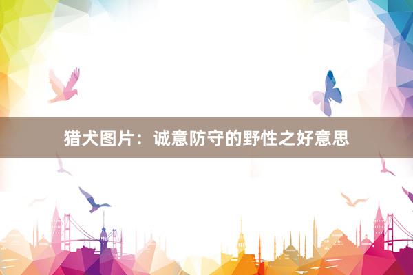 猎犬图片：诚意防守的野性之好意思